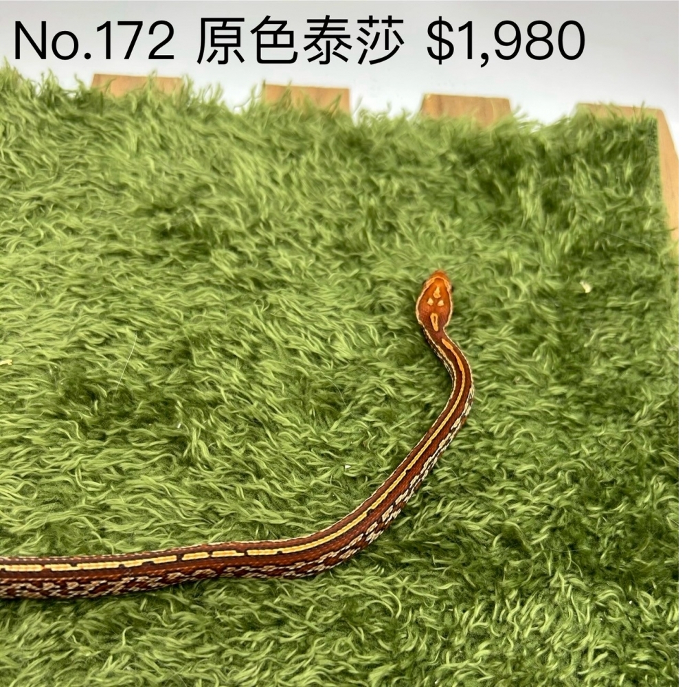 原色泰莎172