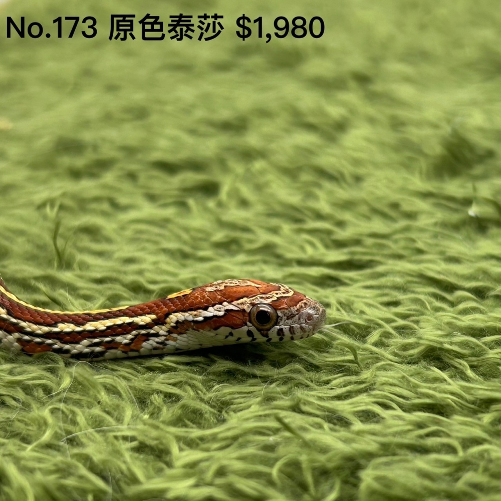 原色泰莎173(已售出)