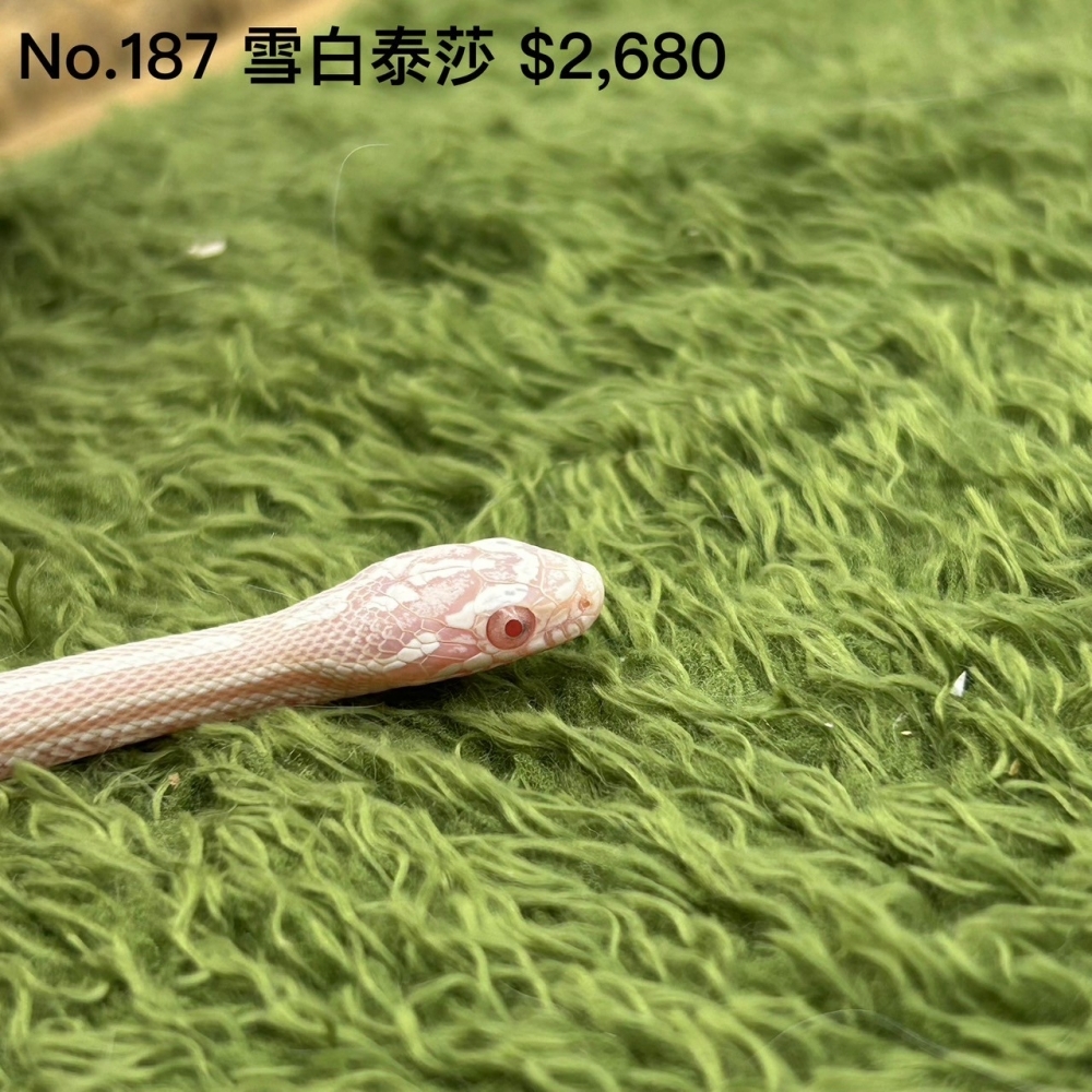 雪白泰莎187(已售出)