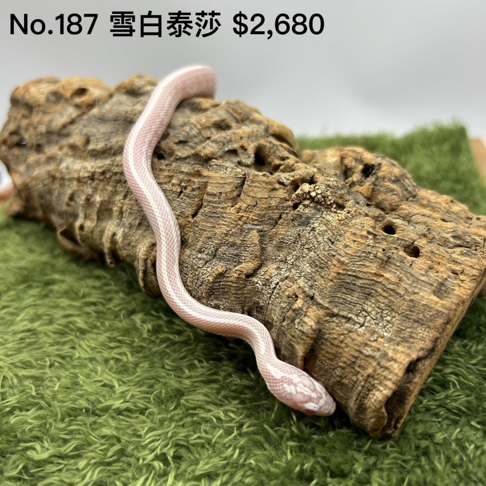 雪白泰莎187(已售出)