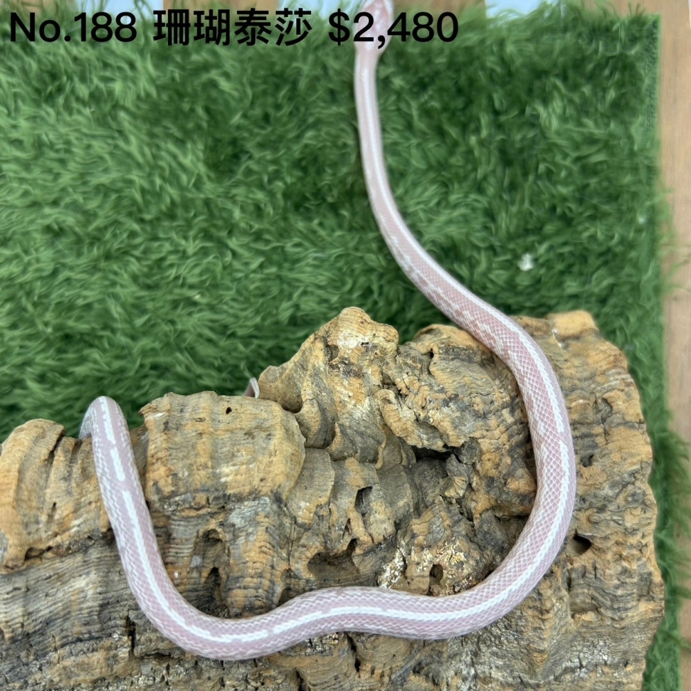 珊瑚泰莎188(已售出)