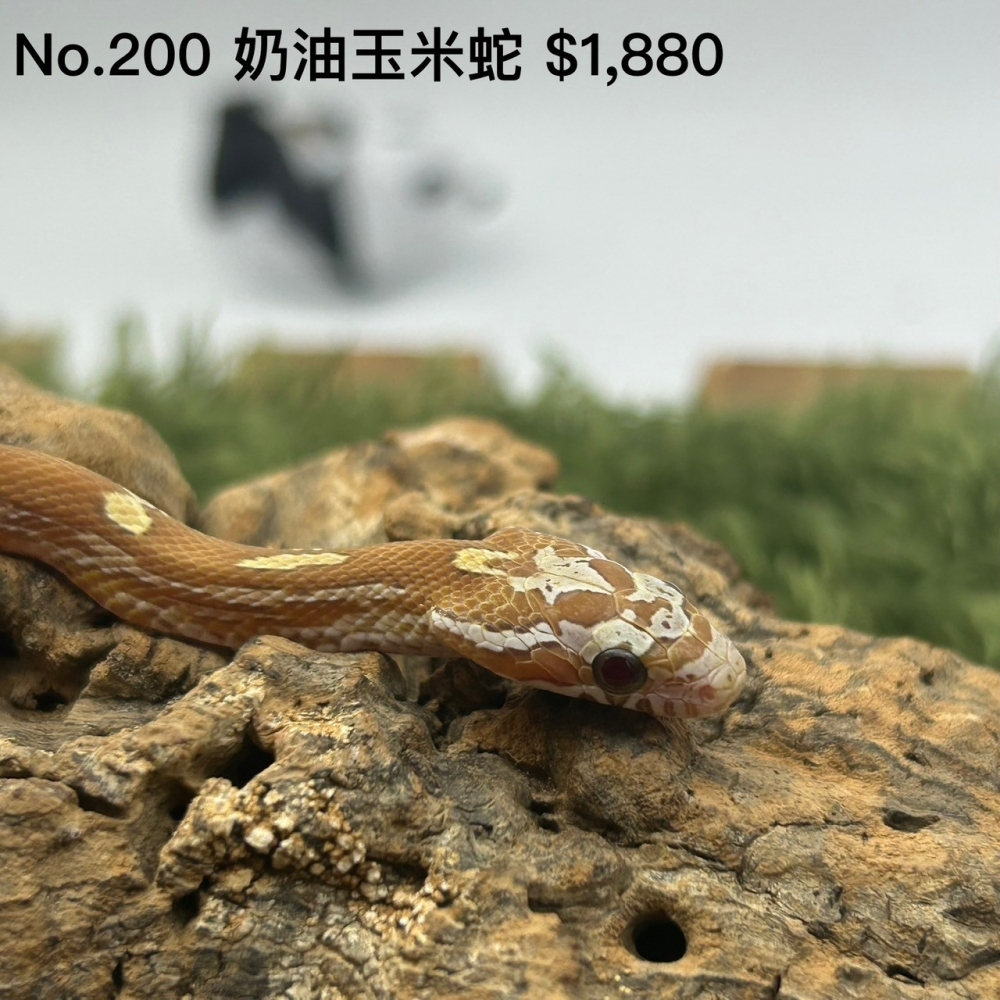 奶油玉米蛇200