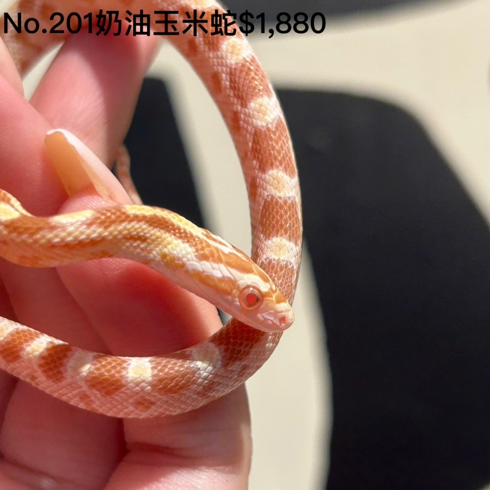 奶油玉米蛇201(已售出)
