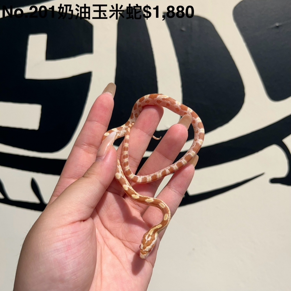 奶油玉米蛇201(已售出)