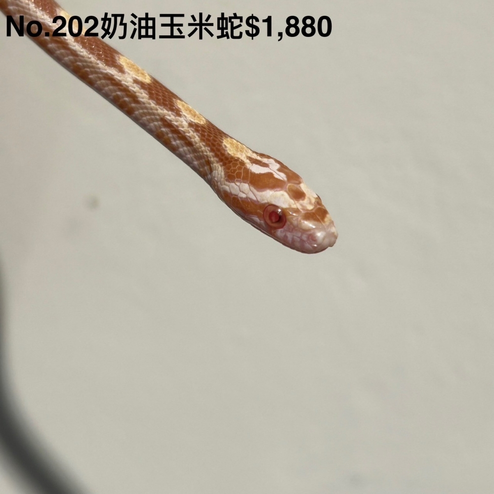 奶油玉米蛇202(已售出)
