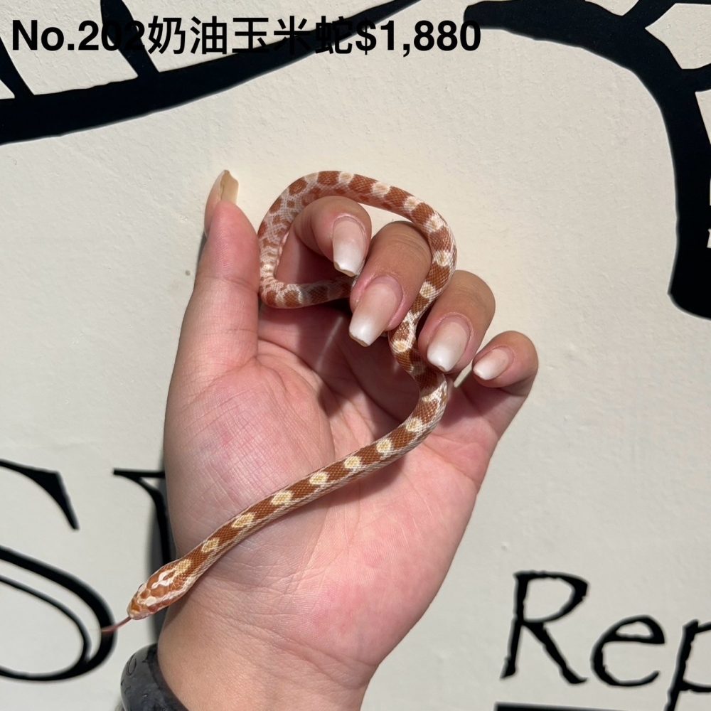 奶油玉米蛇202(已售出)