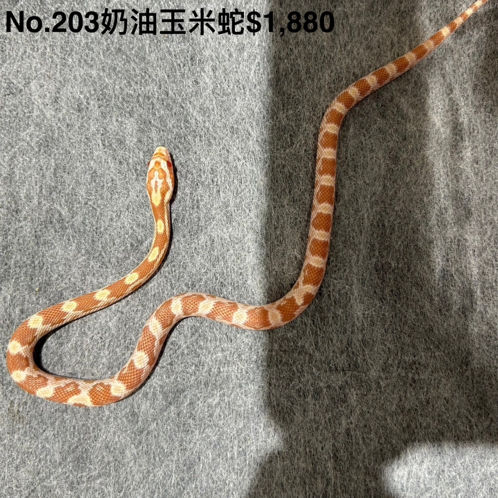 奶油玉米蛇203(已售出)
