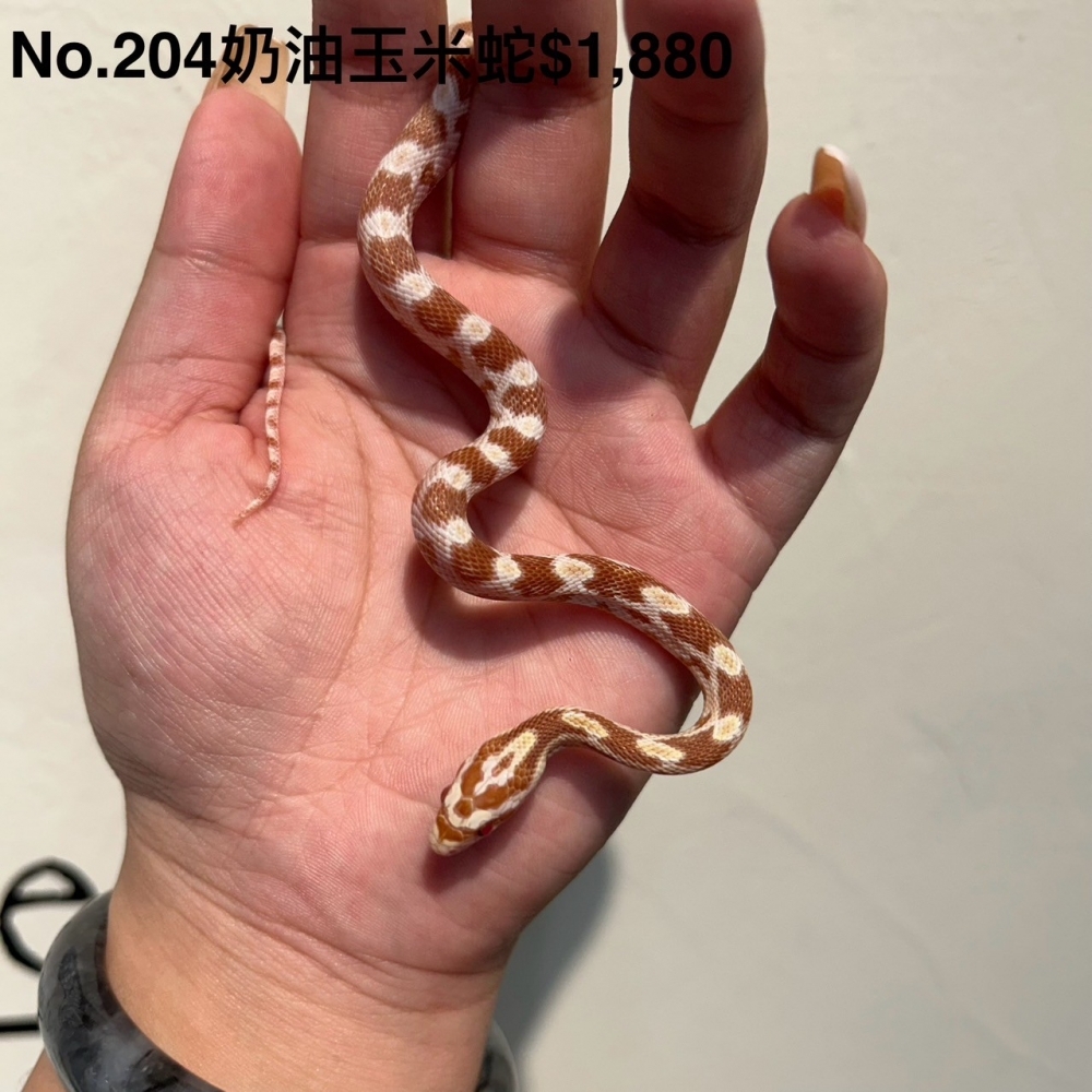 奶油玉米蛇204(已售出)