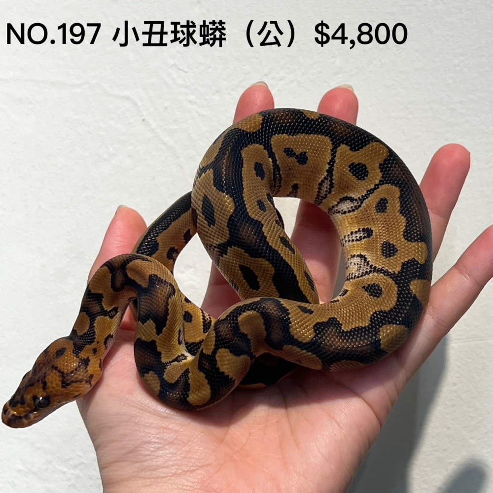 小丑球蟒(公)197(已售出)