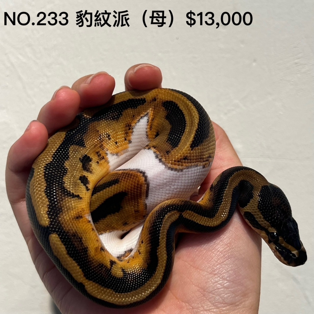 豹紋派球蟒(母)233(已售出)