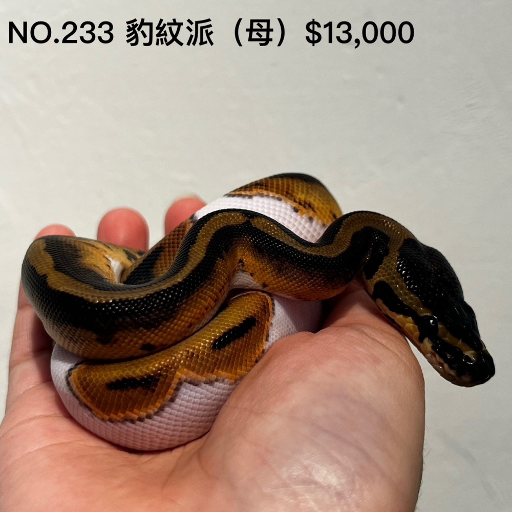 豹紋派球蟒(母)233(已售出)