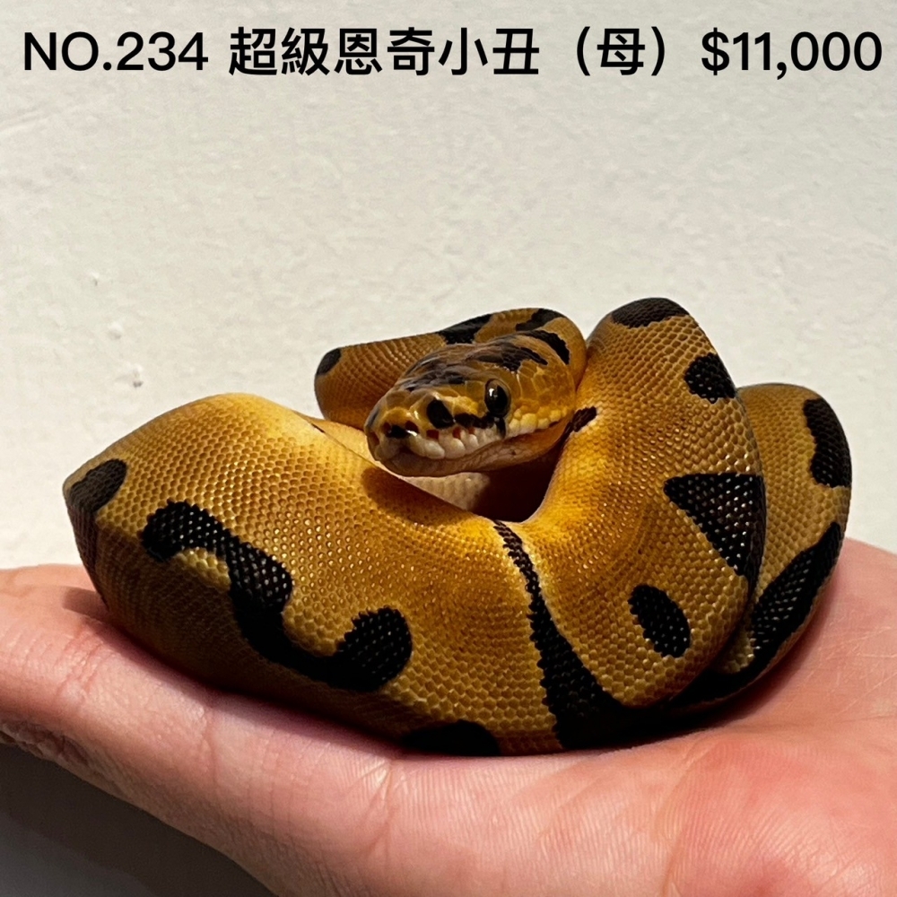 超級恩奇小丑(母)234