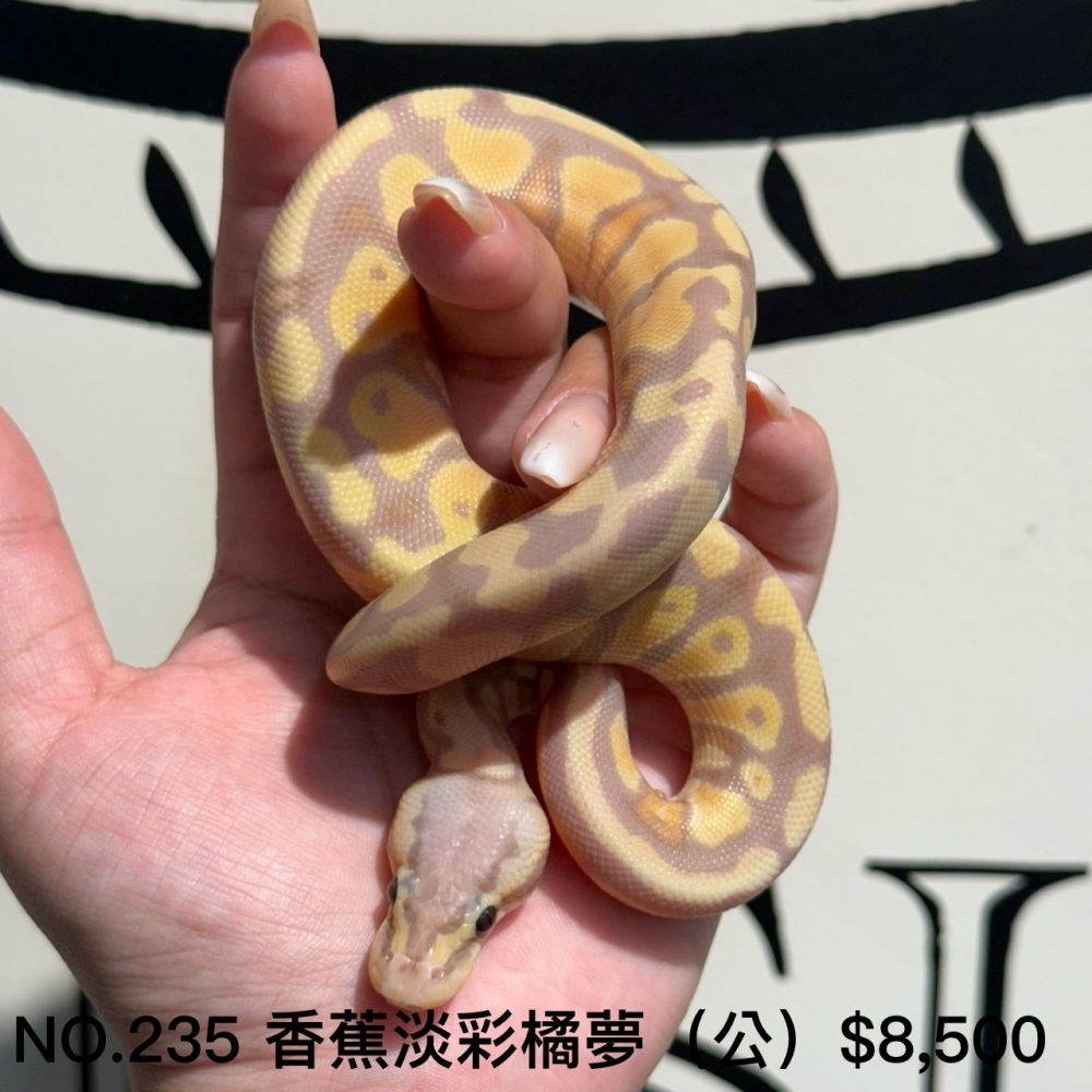 香蕉淡彩橘夢球蟒(公)235(已售出)