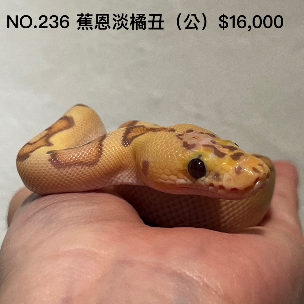 香蕉恩奇淡彩橘夢小丑球蟒(公)236(已售出)