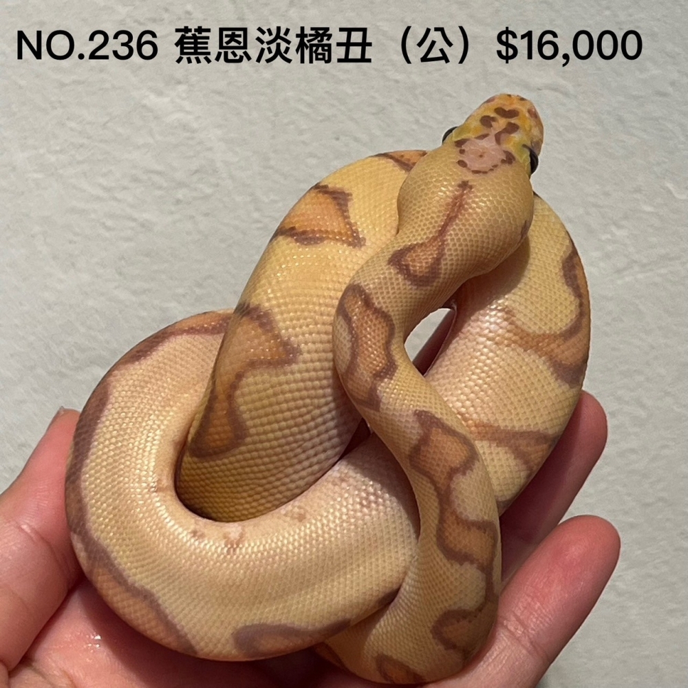 香蕉恩奇淡彩橘夢小丑球蟒(公)236(已售出)