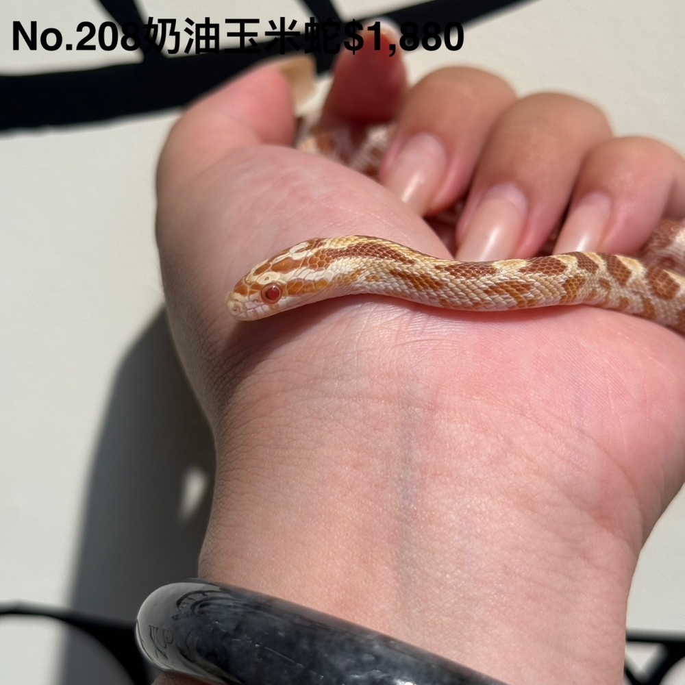 奶油玉米蛇208(已售出)
