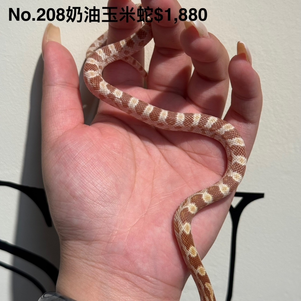 奶油玉米蛇208(已售出)