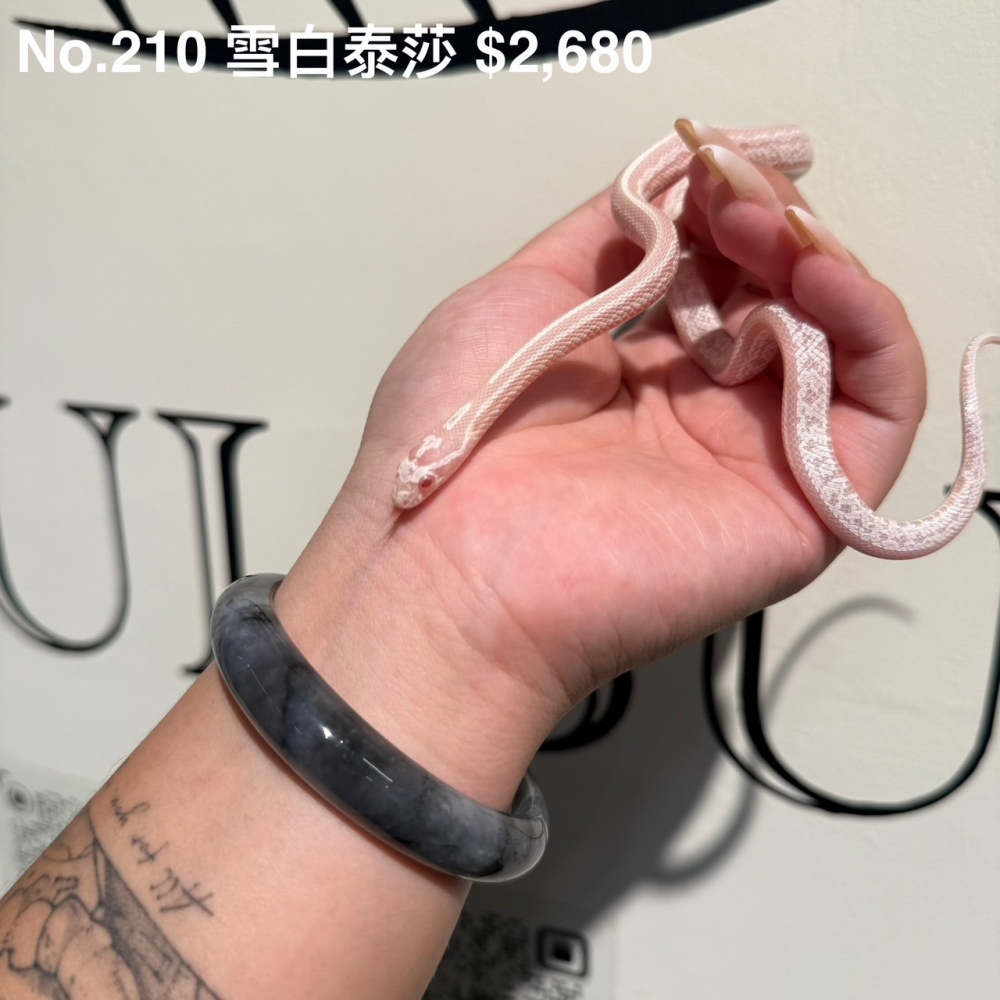 雪白泰莎210(已售出)