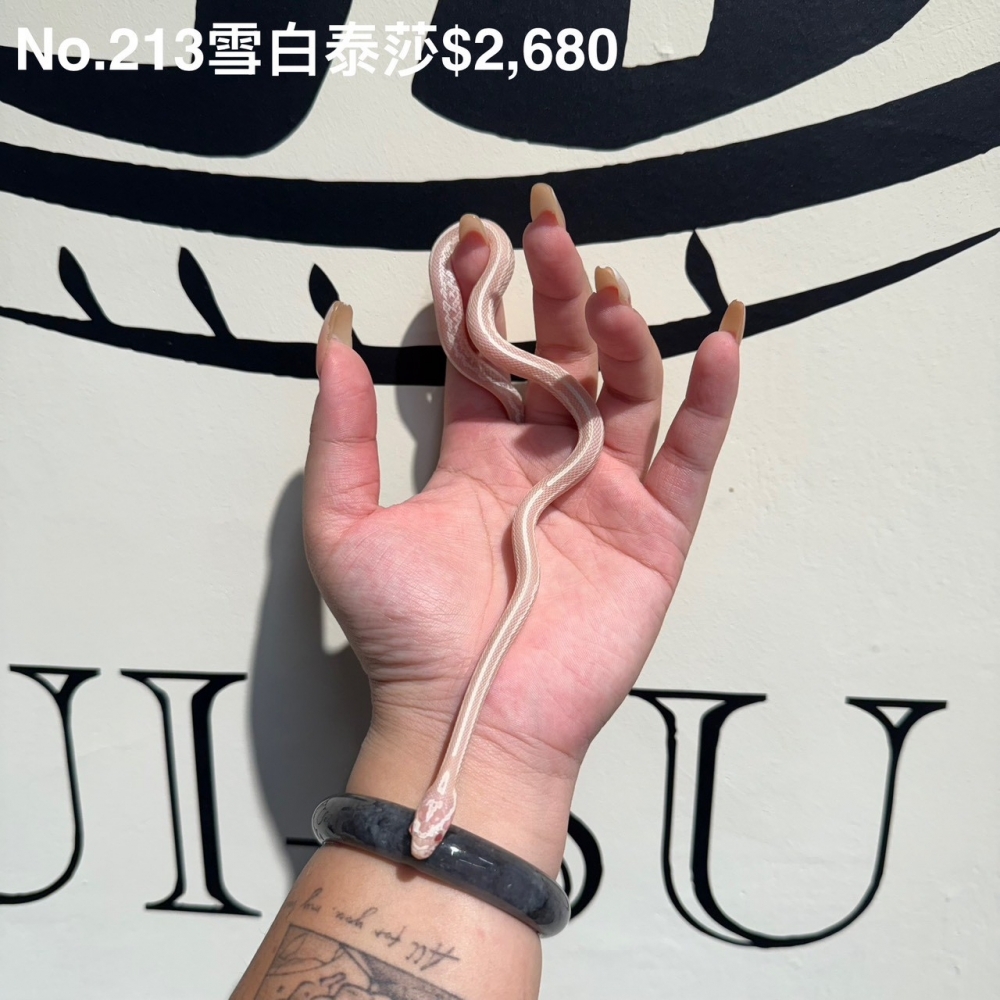 雪白泰莎玉米蛇213