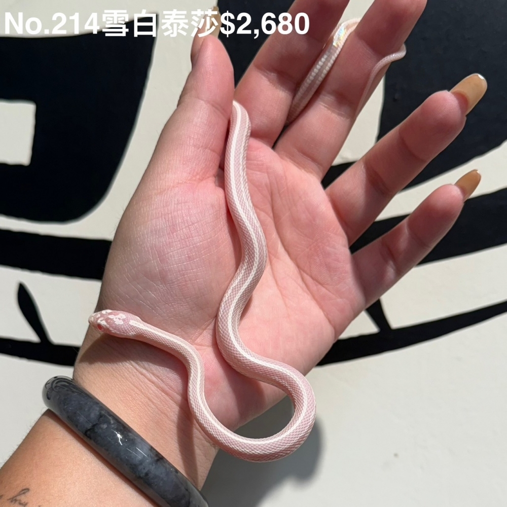 雪白泰莎玉米蛇214(已售出)
