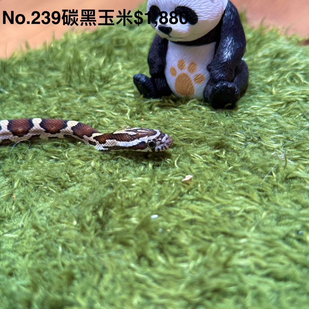 碳黑玉米蛇239(已售出)