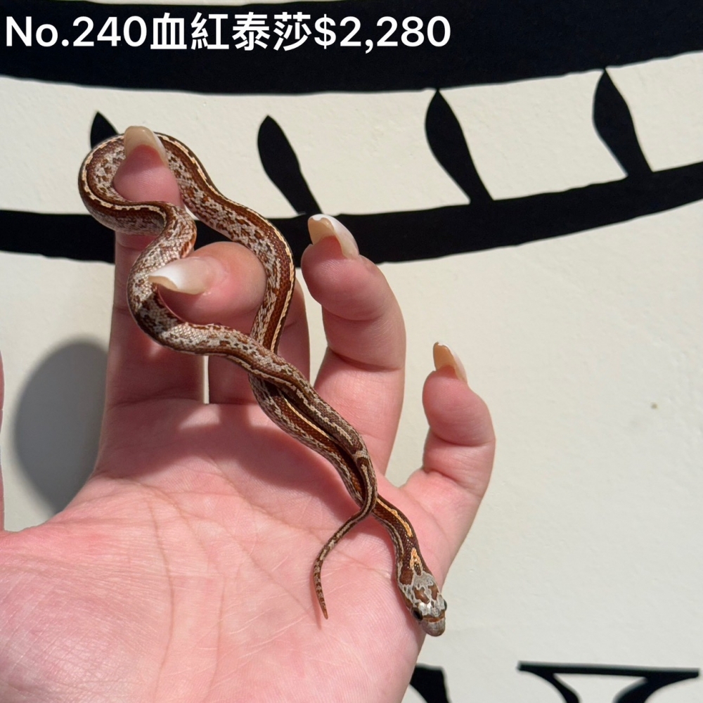 血紅泰莎玉米蛇240(已售出)