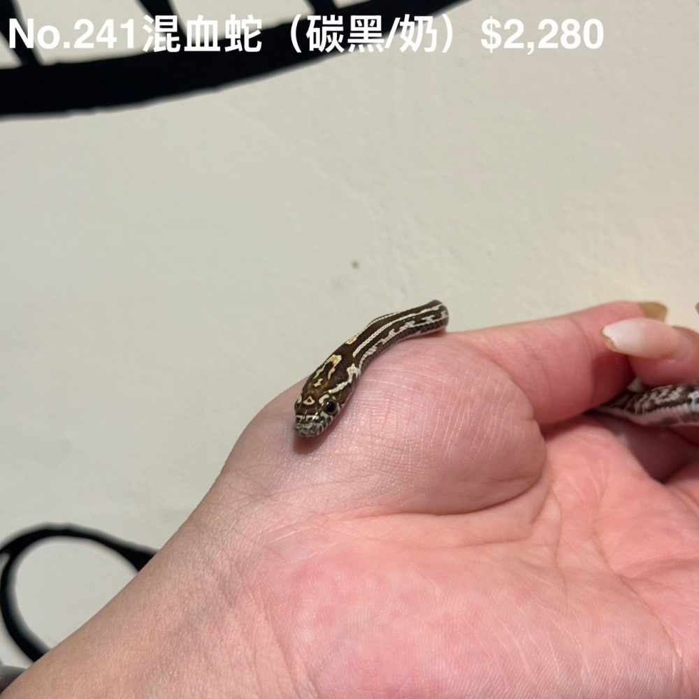 混血蛇(碳黑/奶)241(已售出)