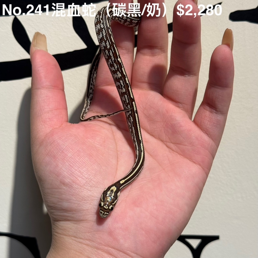 混血蛇(碳黑/奶)241(已售出)