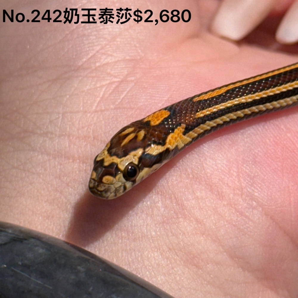奶玉泰莎玉米蛇242(已售出)