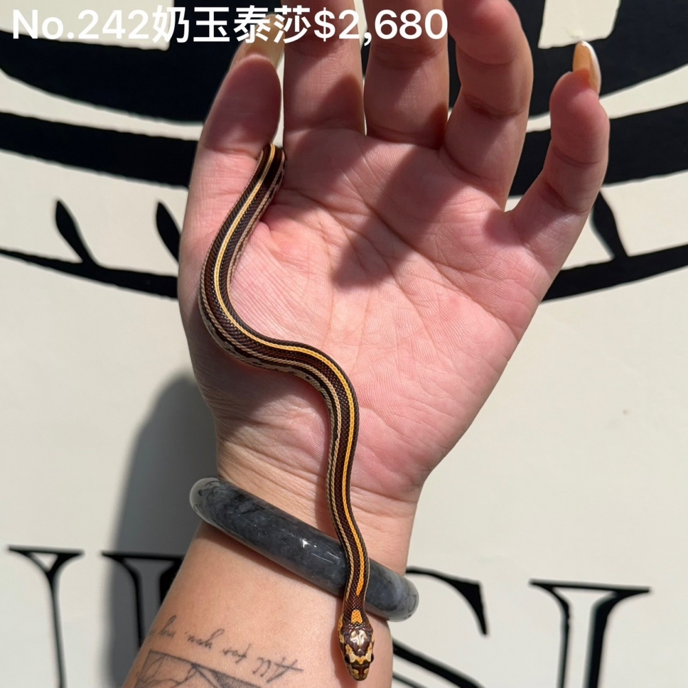 奶玉泰莎玉米蛇242(已售出)