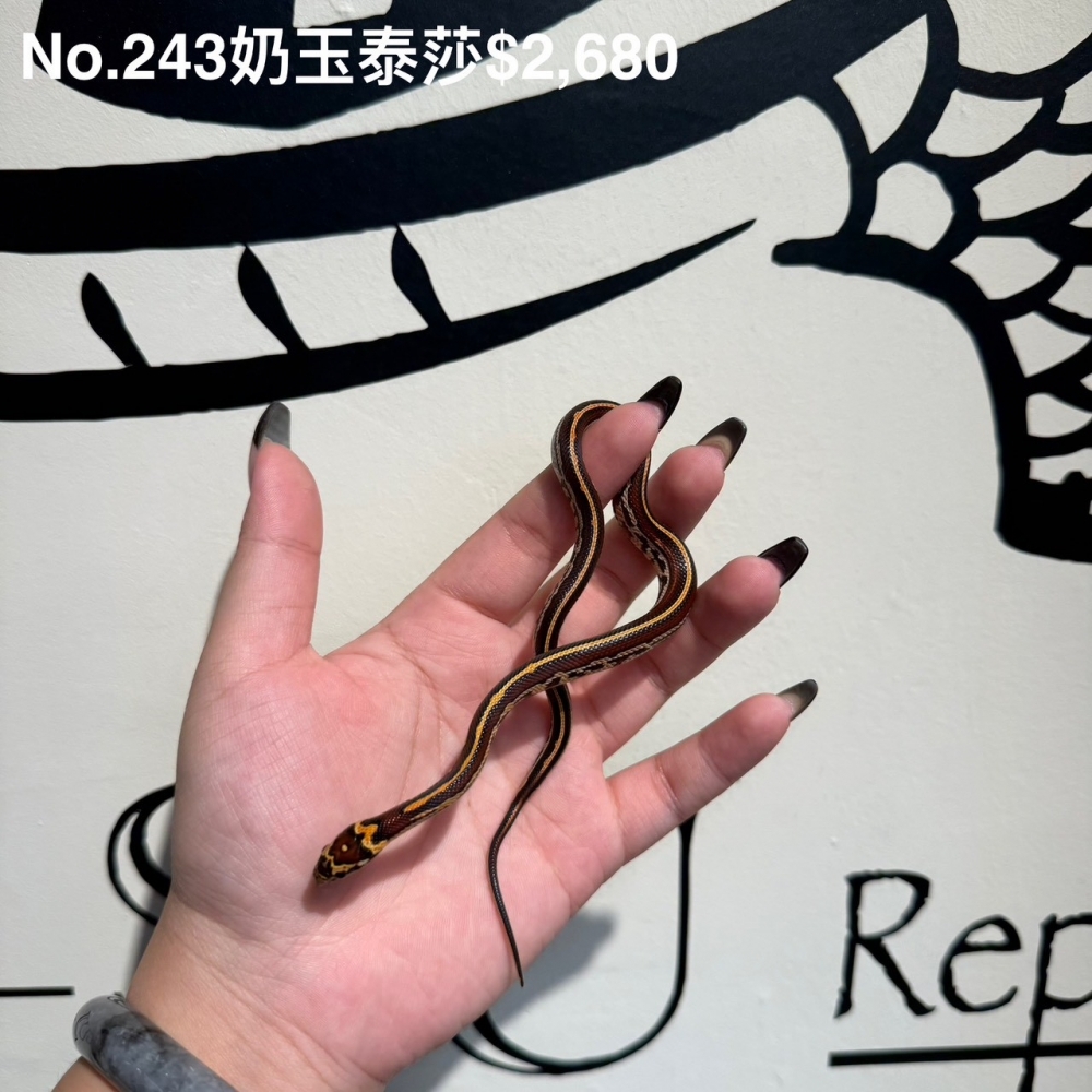 奶玉泰莎243