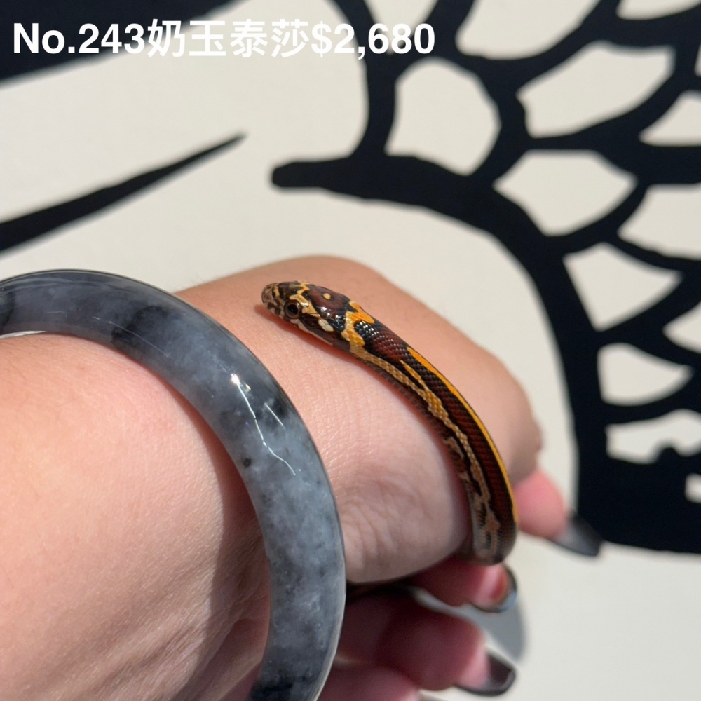 奶玉泰莎243