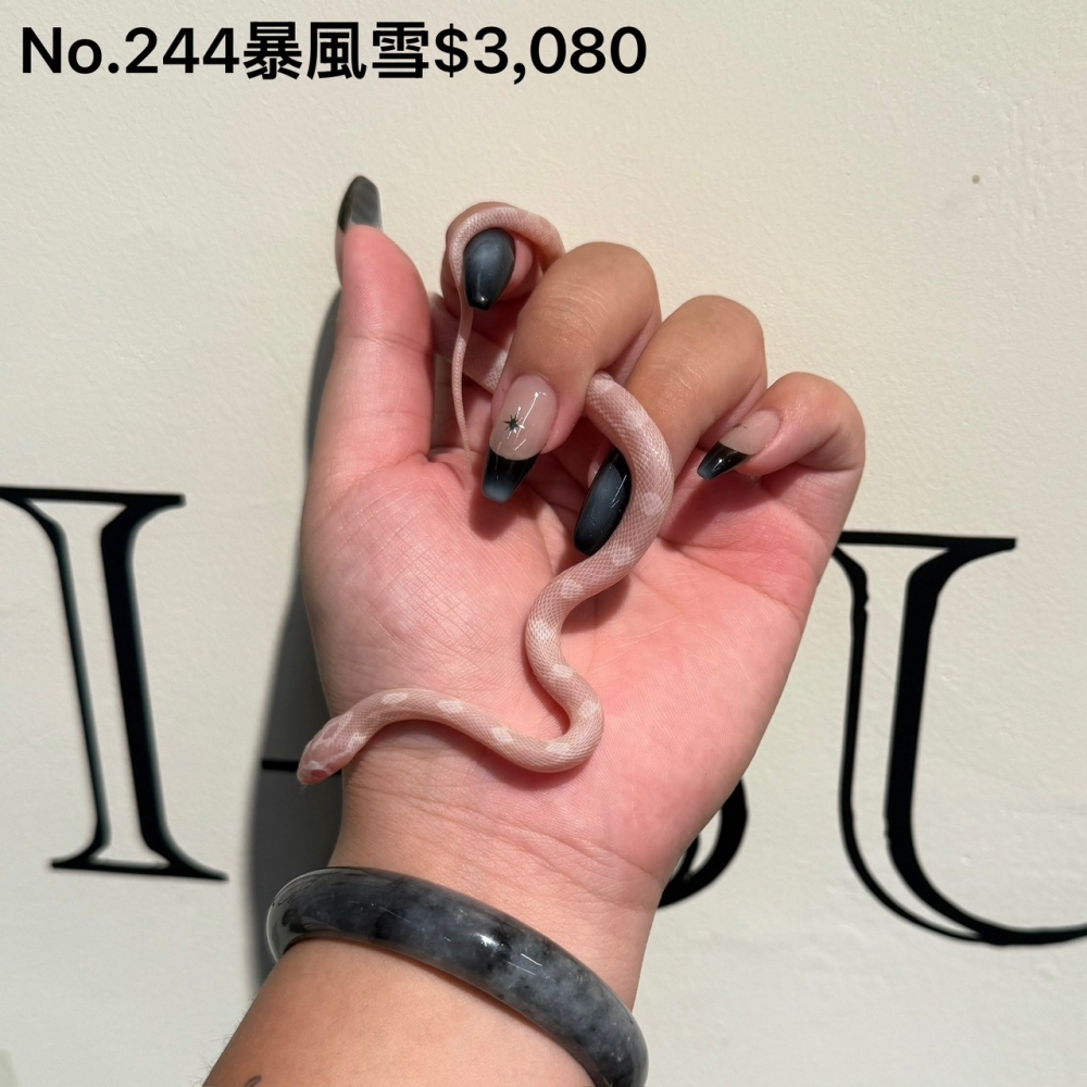 暴風雪玉米蛇244(已售出)