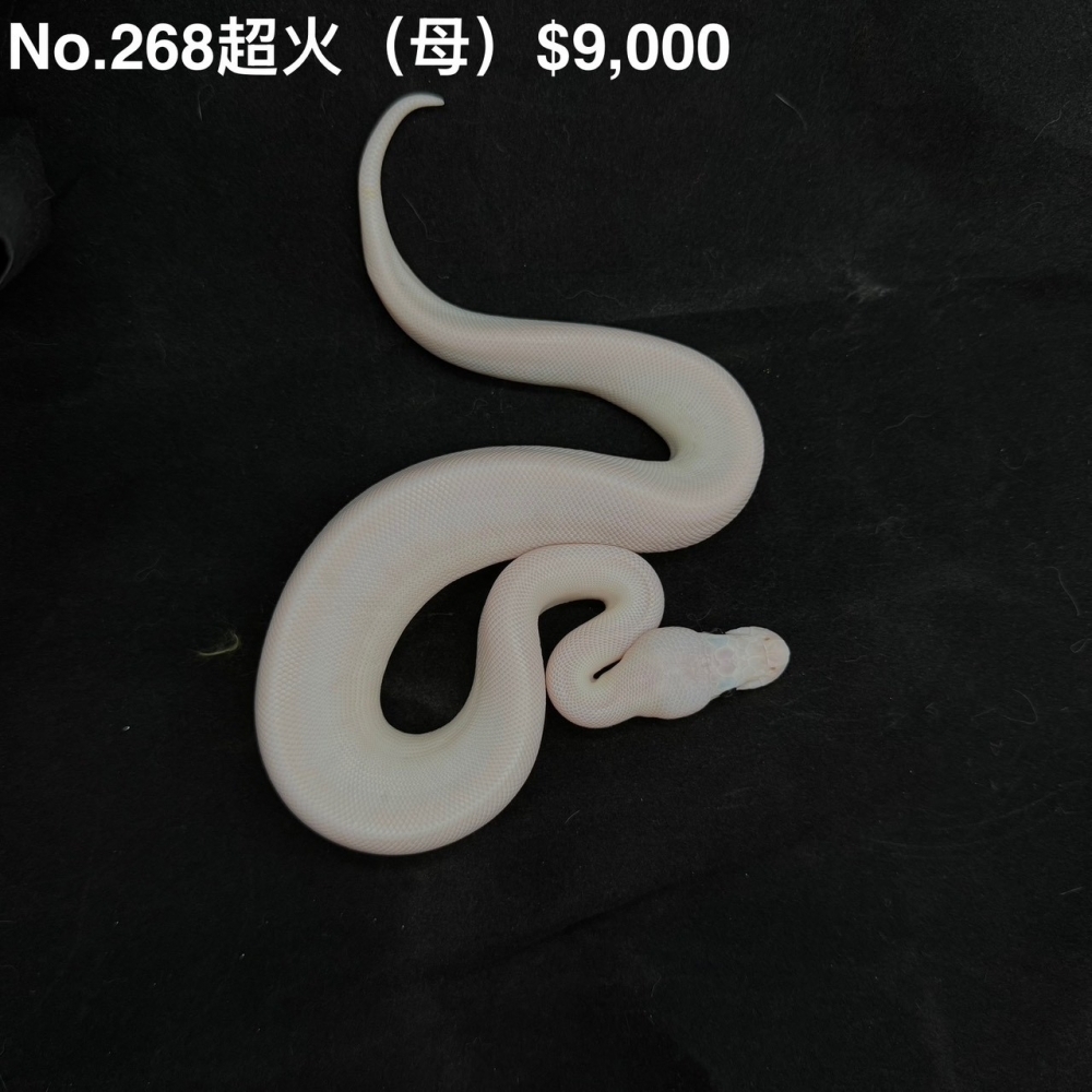 超火(母)268(已售出)