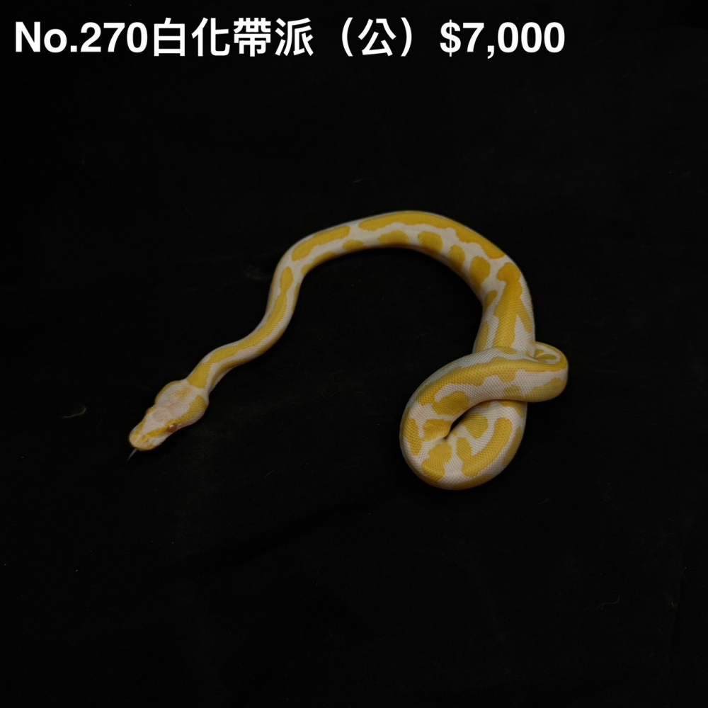 白化帶派(公)270(已售出)