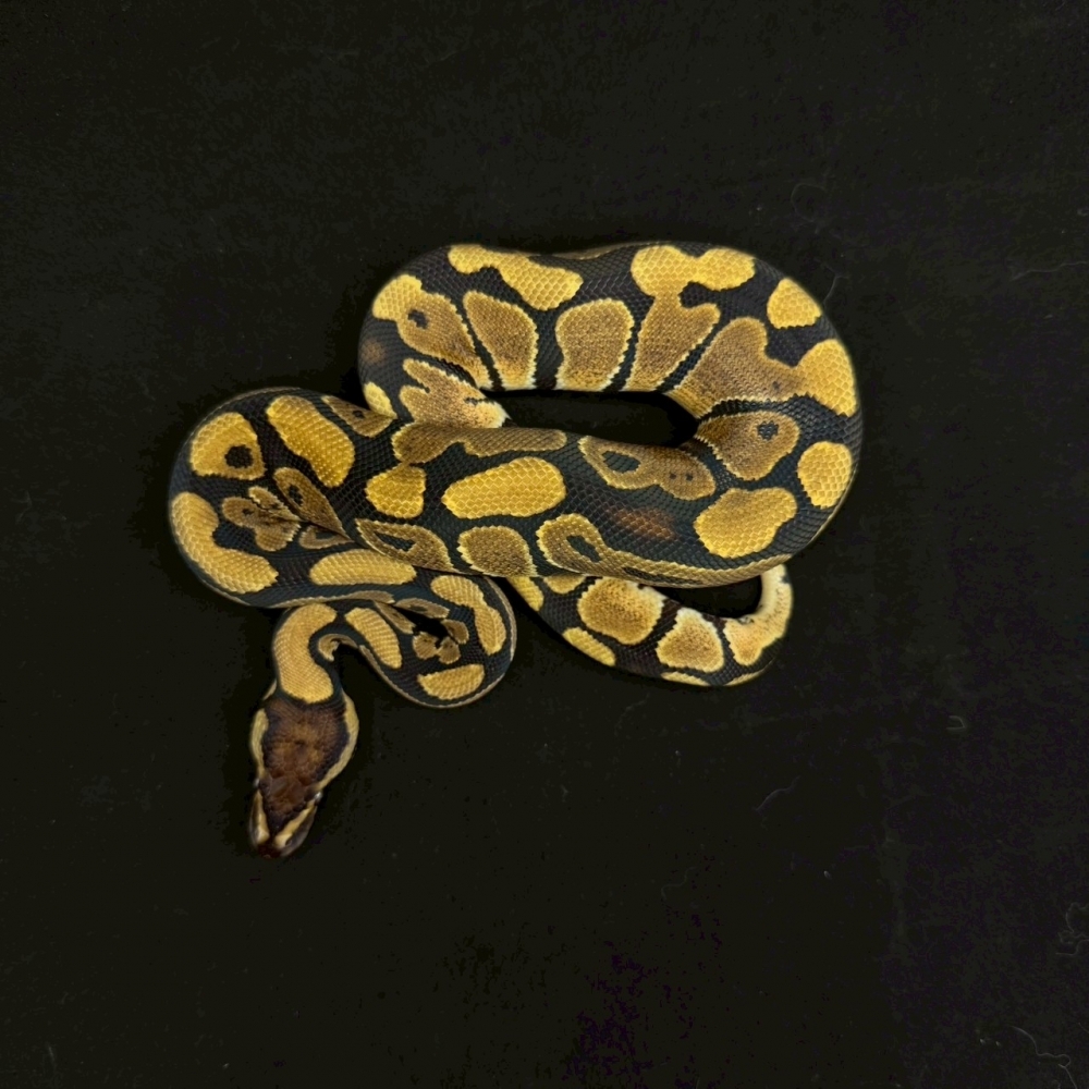 普球h小丑DG(母)291(已售出)