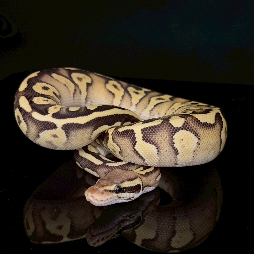 淡彩莫哈維火(公)293