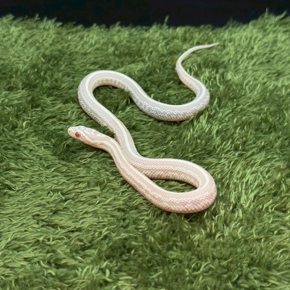 雪白泰莎(母)327