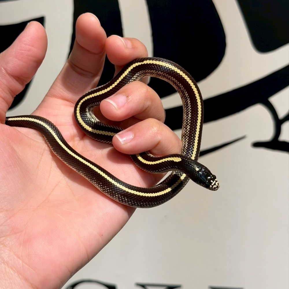 直線王蛇283