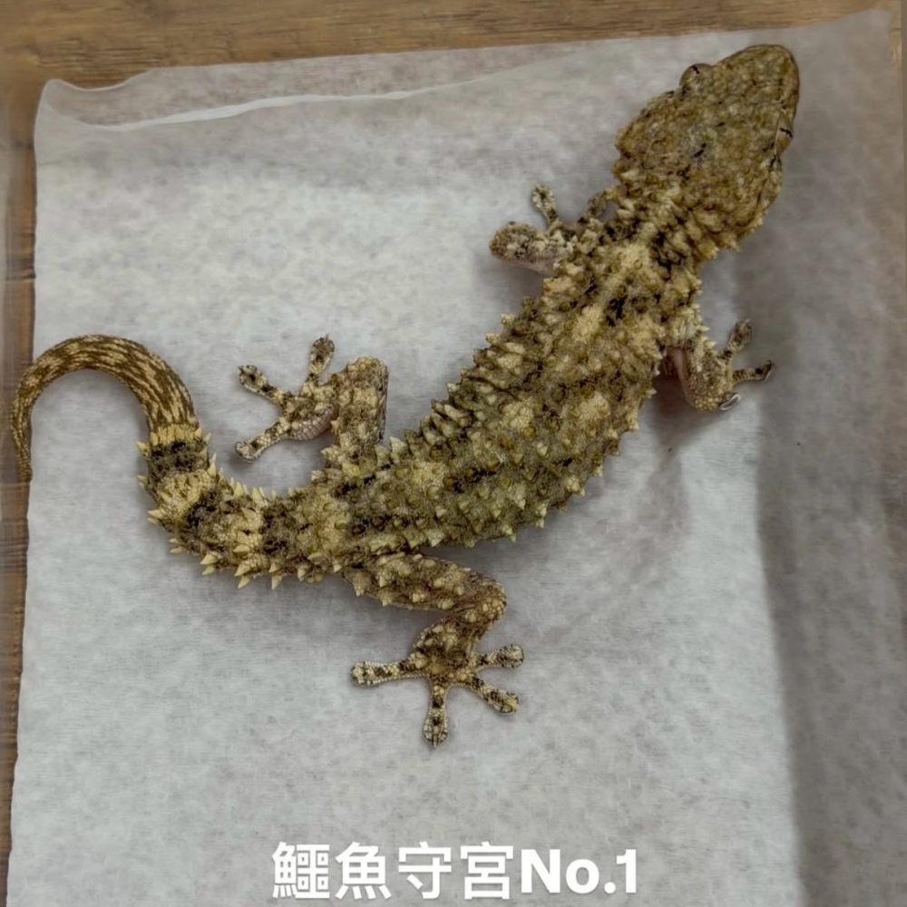 鱷魚守宮