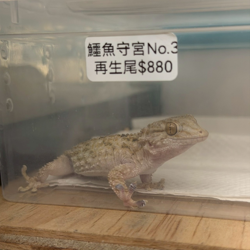 鱷魚守宮