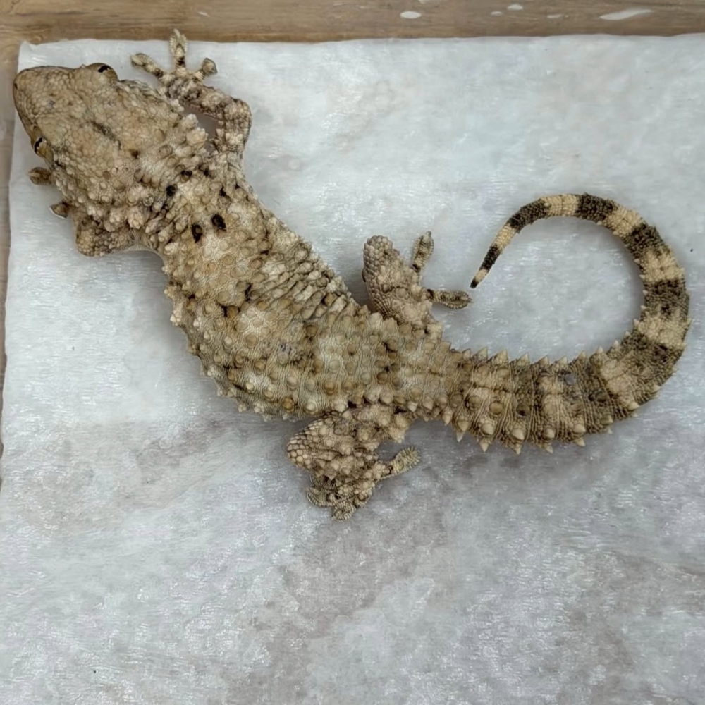 鱷魚守宮