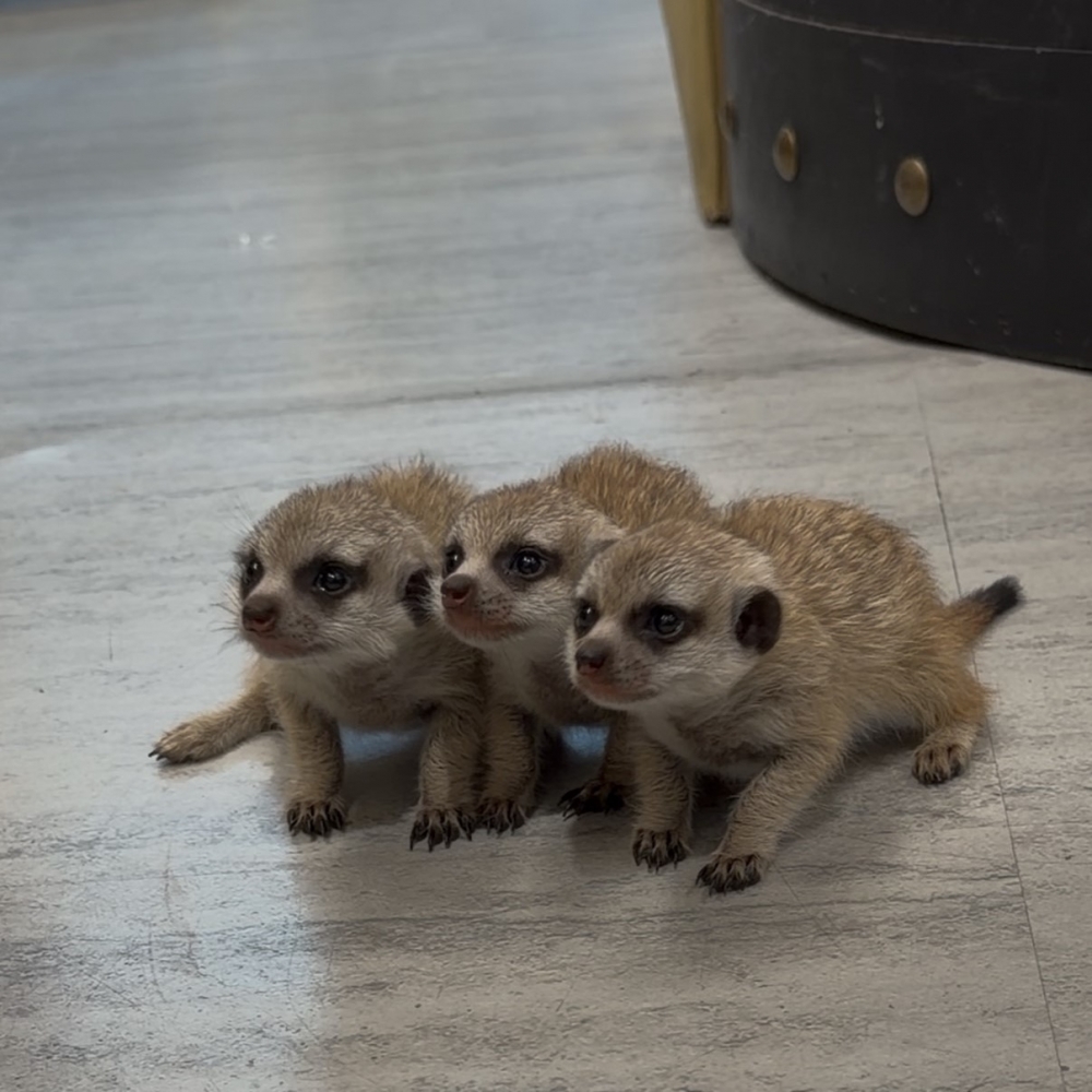 狐獴Baby