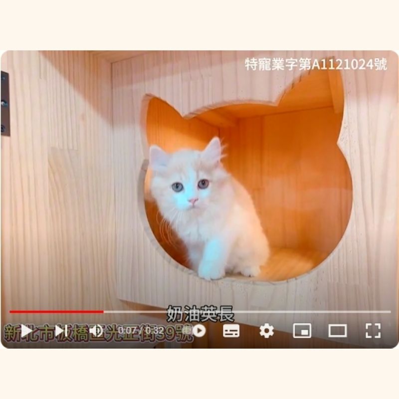 奶油英長,英長,英長幼貓