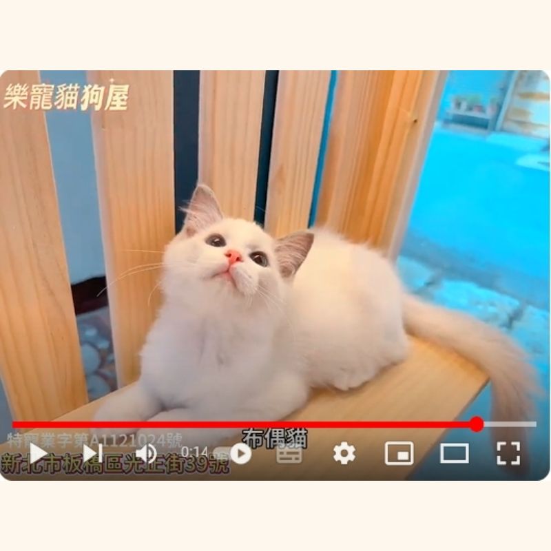 布偶貓,布偶貓幼貓