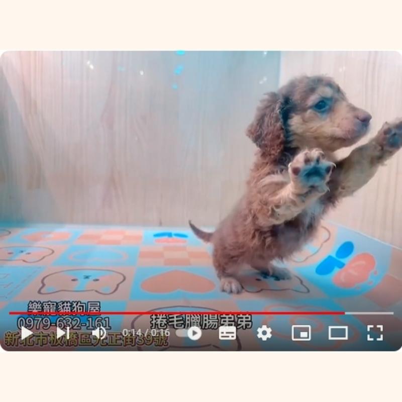 捲毛臘腸弟弟,捲毛臘腸,臘腸犬幼犬