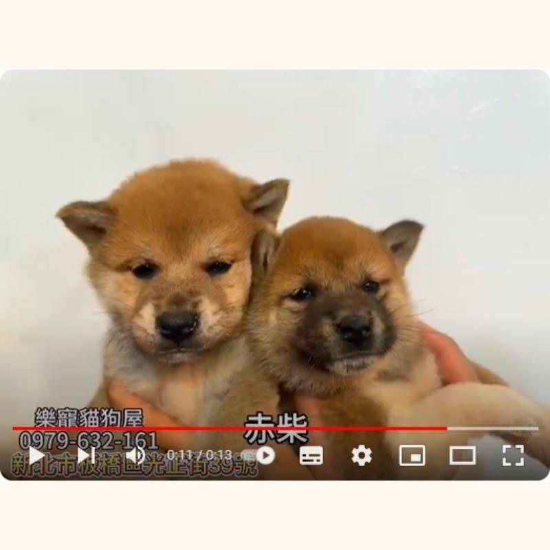赤柴,柴犬,柴犬幼犬