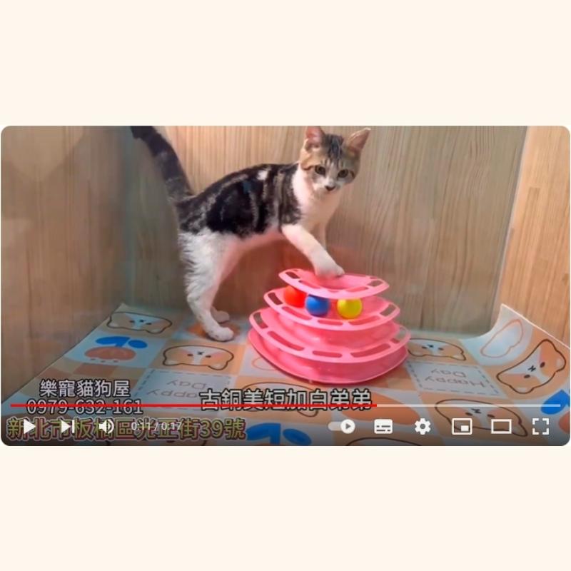 古銅美短加白弟弟,美短,美短幼貓