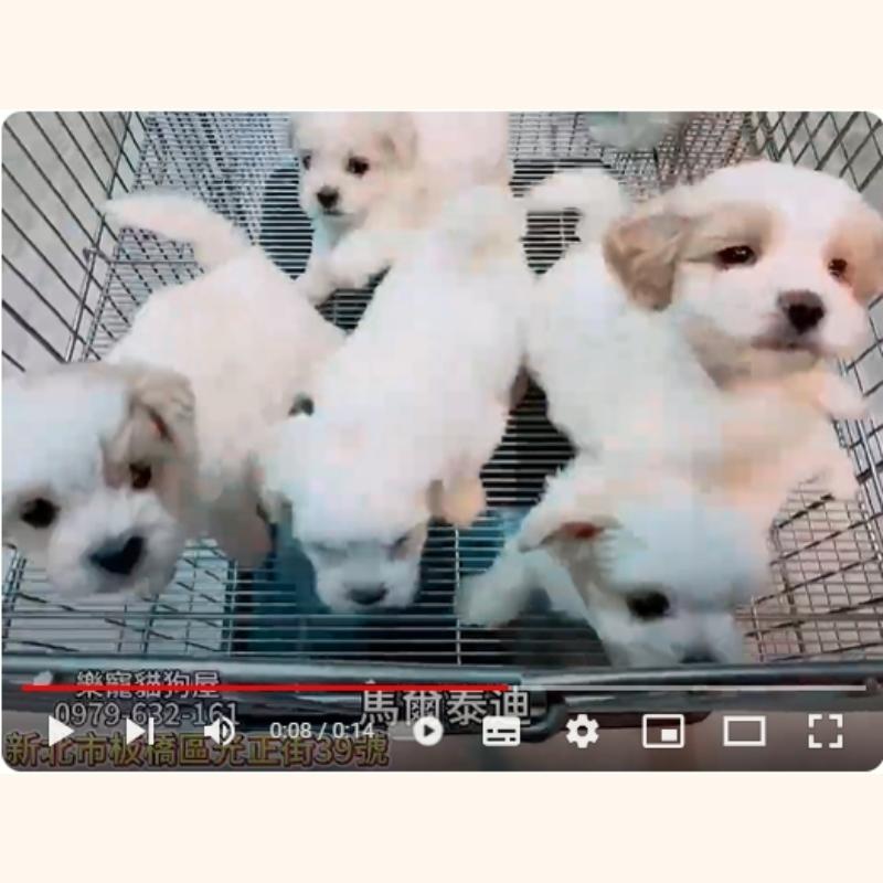 馬爾泰迪,馬爾濟斯,馬爾濟斯幼犬