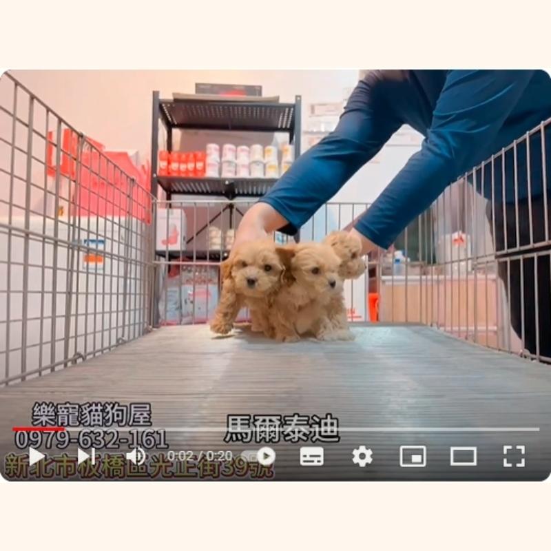 馬爾泰迪,馬爾濟斯,馬爾濟斯幼犬